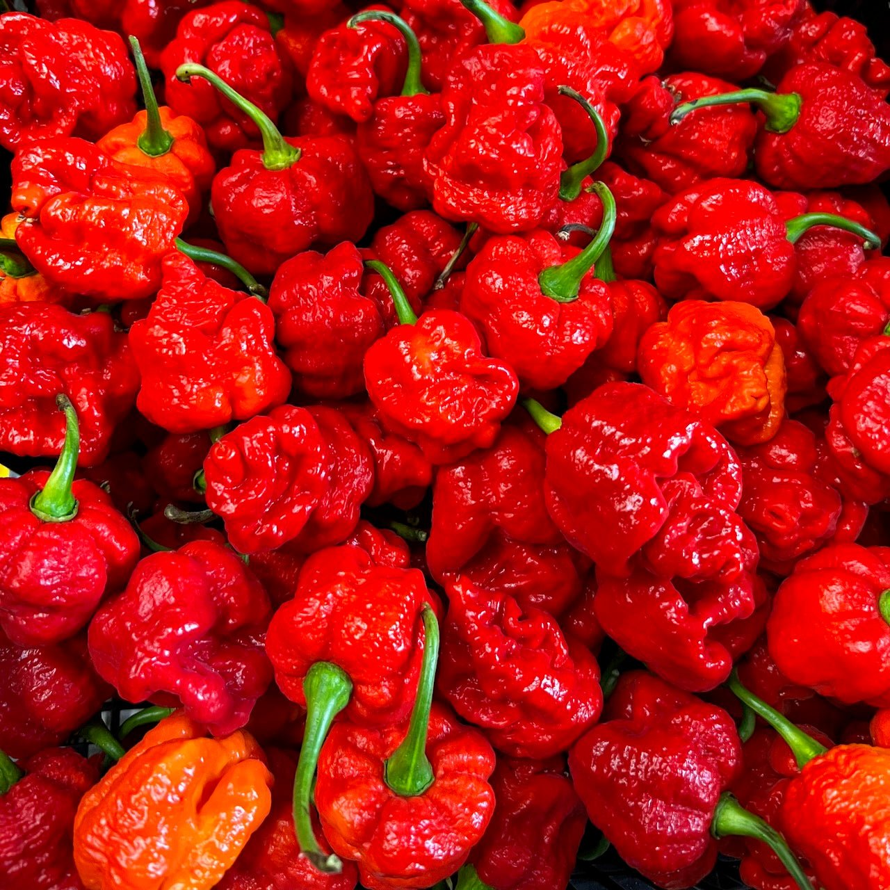 Trinidad Moruga Scorpion Chilli | 1kg | Chilli Mash Company - One Stop Chilli Shop