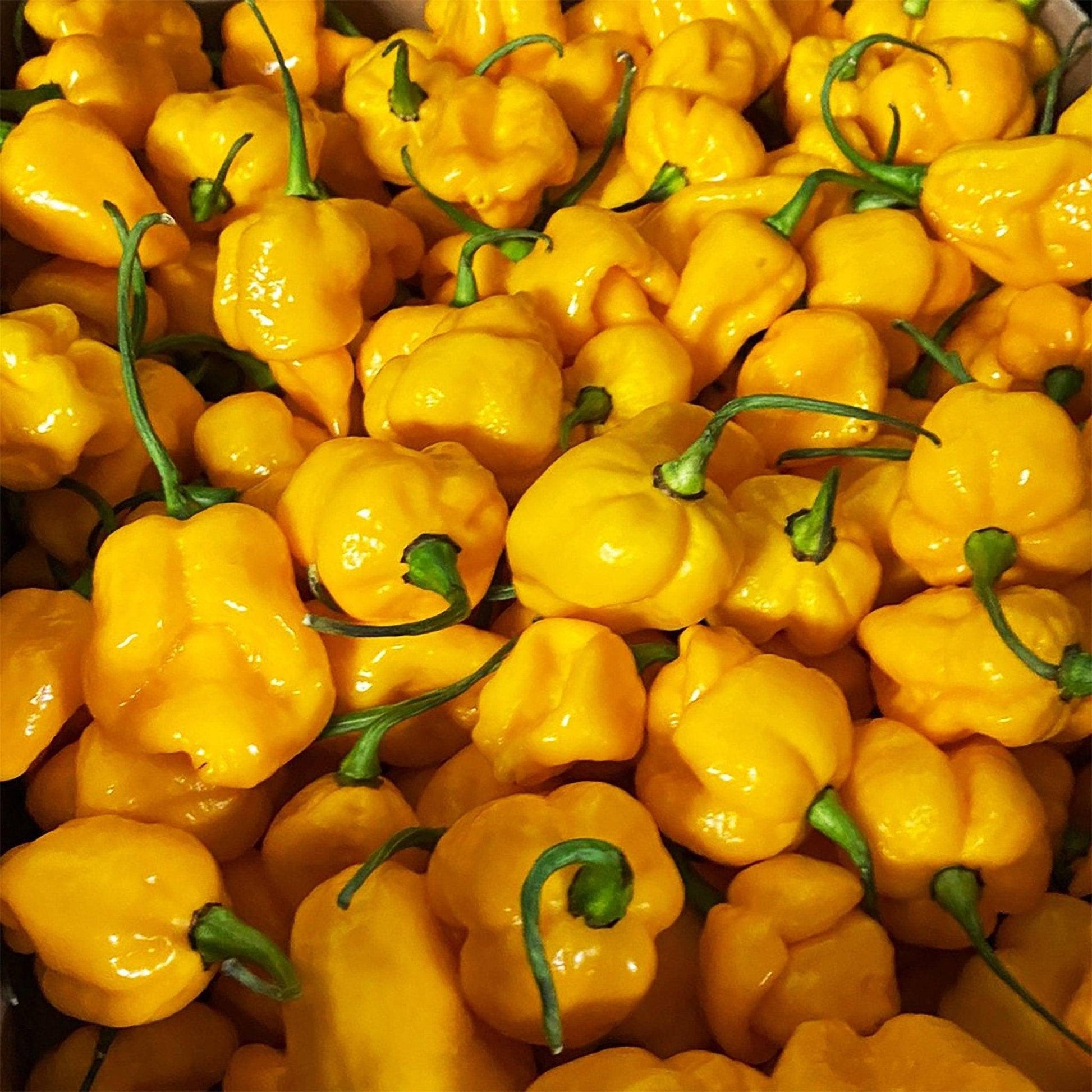 Trinidad Moruga Scorpion Yellow | 1kg | Chilli Mash Company - One Stop Chilli Shop